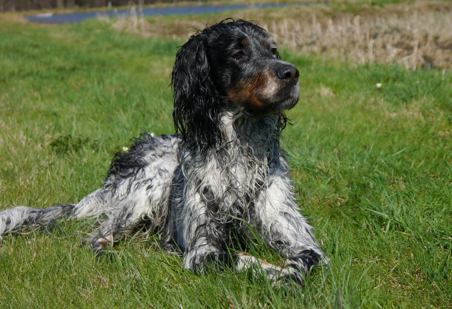setter hund