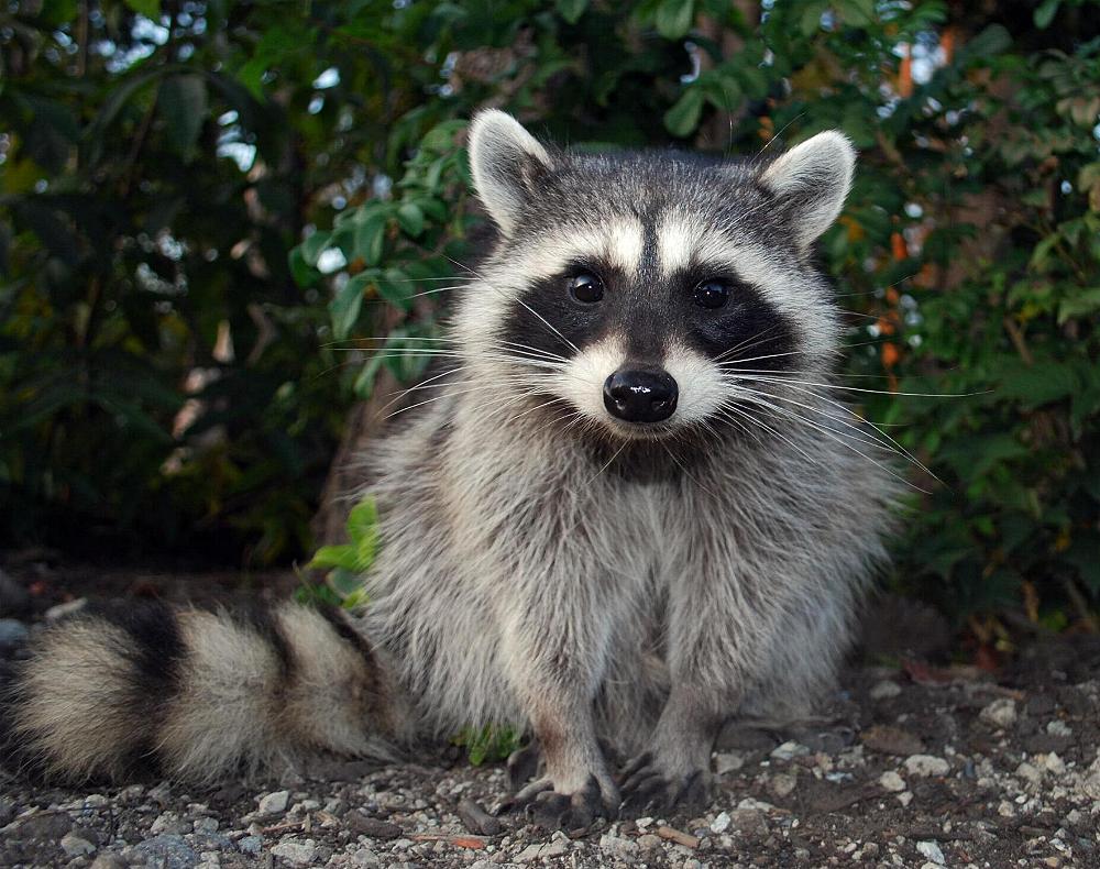 1851 besten v bilder auf die wikinger neugieriger waschb 228 r foto bild tiere wildlife 1851 besten v bilder auf die wikinger neugieriger waschb 228 r foto bild tiere wildlife