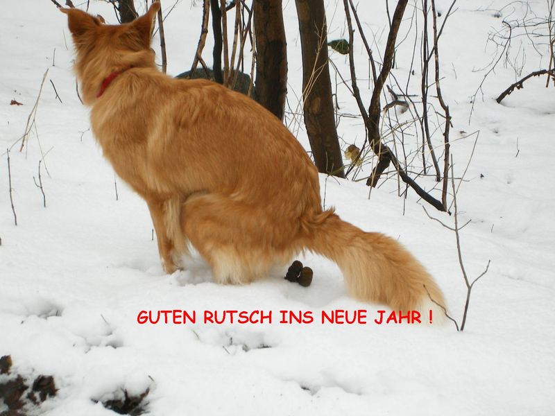Neujahrsgrüße Foto &amp; Bild | tiere, natur Bilder auf fotocommunity