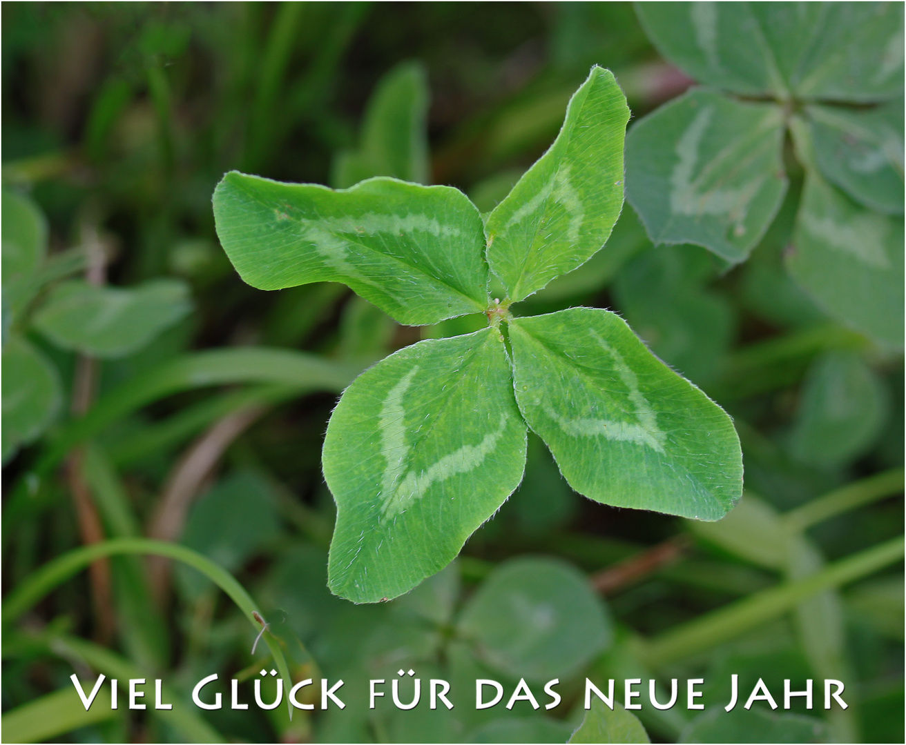 Neujahrswünsche Foto &amp; Bild | karten und kalender, neujahrswünsche