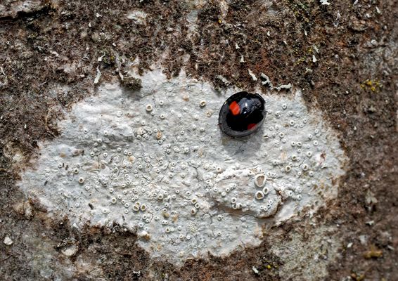 Nierenfleckiger Kugelmarienkäfer (Chilocorus renipustulatus) auf Flechte. * - Coccinelle des saules.