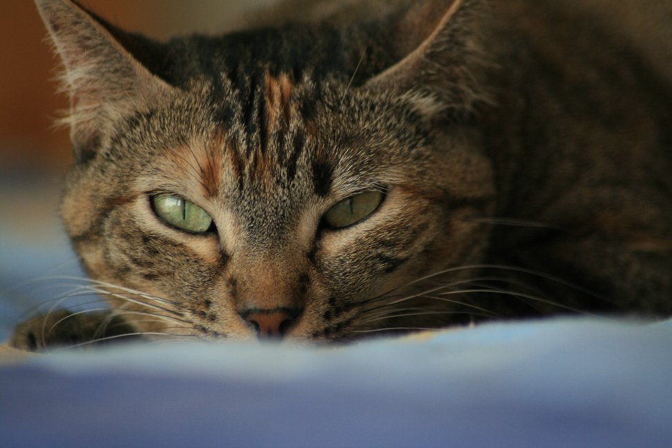 http://img.fotocommunity.com/nix-als-katzenbilder-74fe7981-4361-4d08-8fbb-edd1f5142904.jpg?width=1000