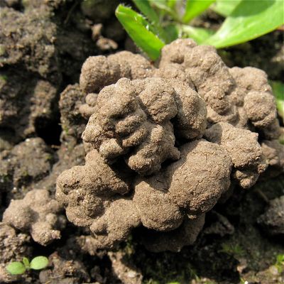 Noch ein RÄTSEL : Wessen Losung ist das? - Lösung: REGENWURM! Herzl.Glückwunsch, Andreas!