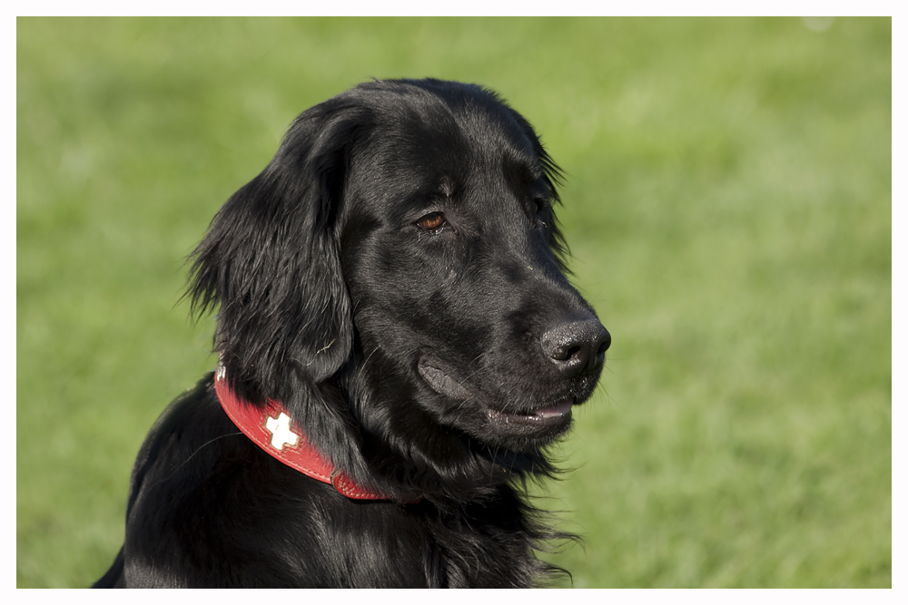 Hund Schwarz Hund Schwarz