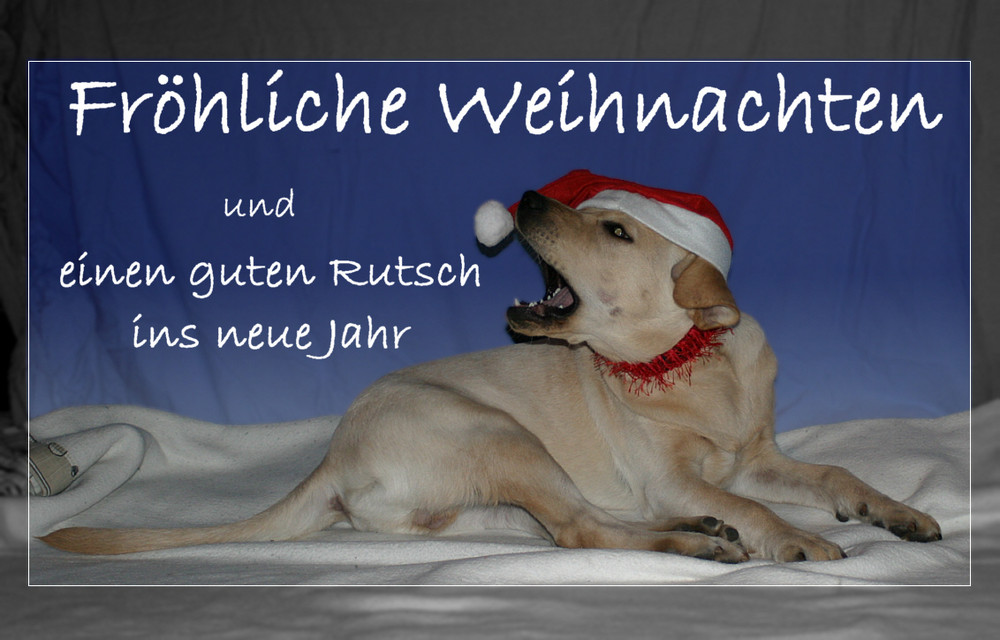 Noch eine Weihnachtskarte Foto & Bild tiere, haustiere, hunde Bilder