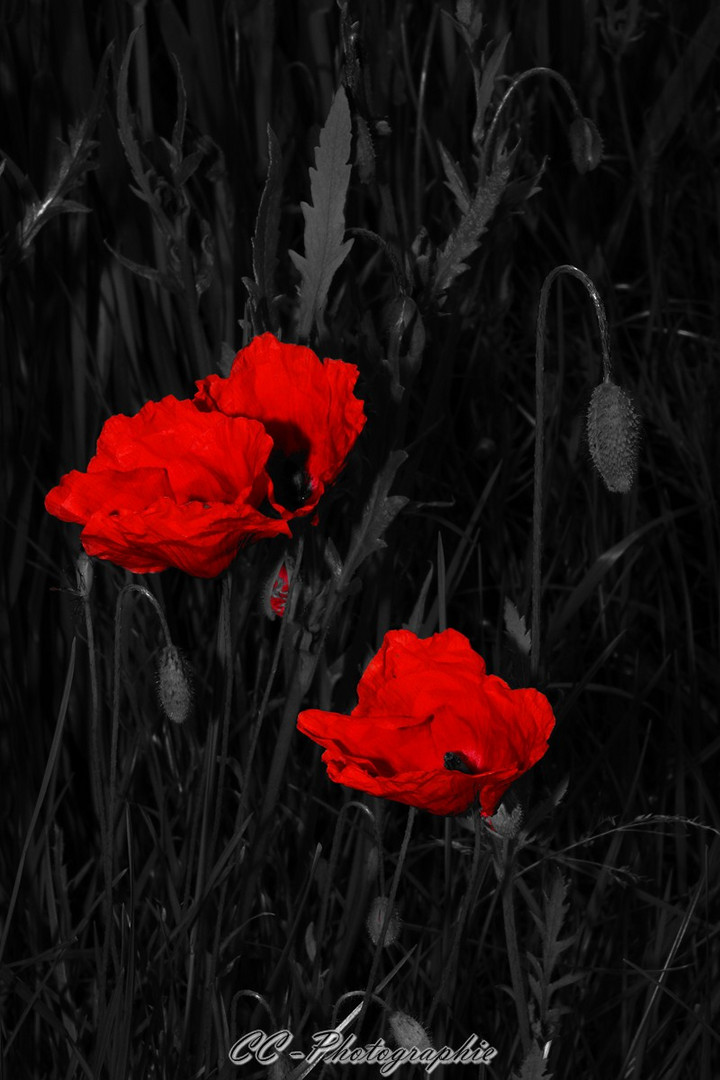 noir blanc et rouge photo et image nature abstraite, nature Images