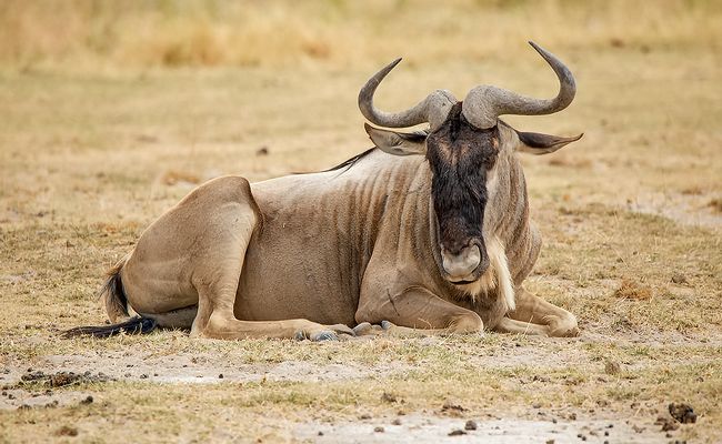 Gnu Fotos & Bilder auf