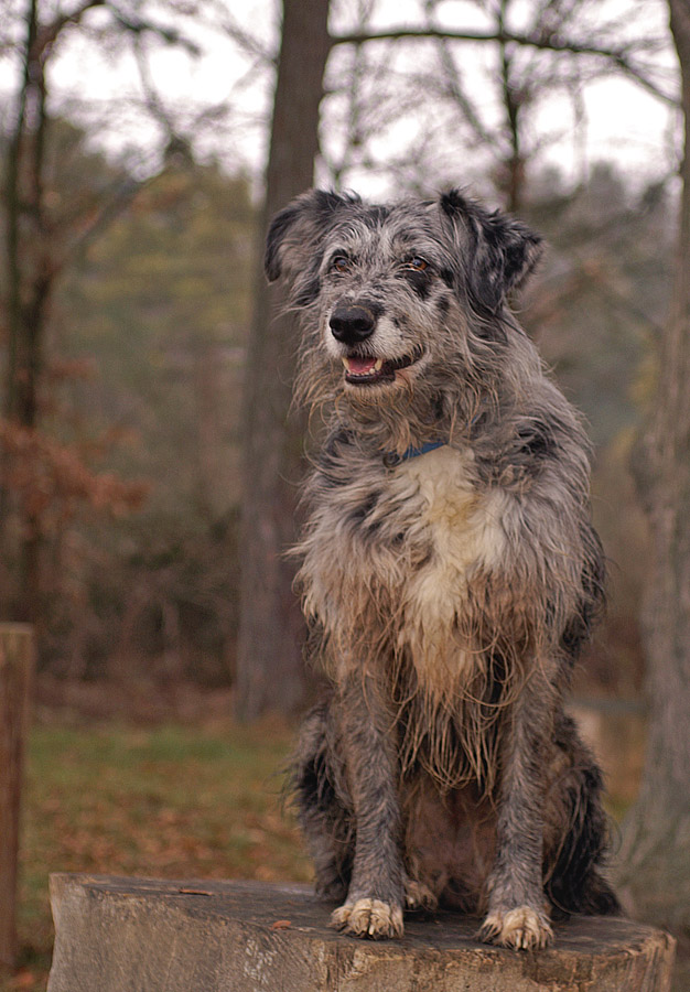 Tiger Hund Tiger Hund