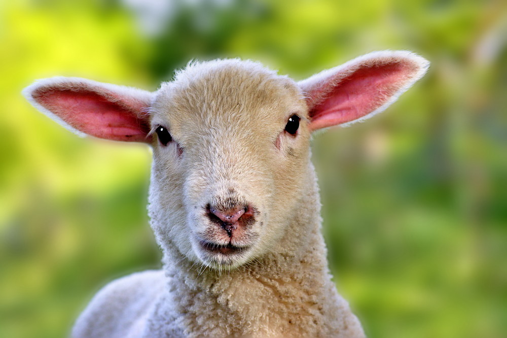 Nutztier Foto & Bild  tiere, haustiere, nutztiere Bilder auf fotocommunity
