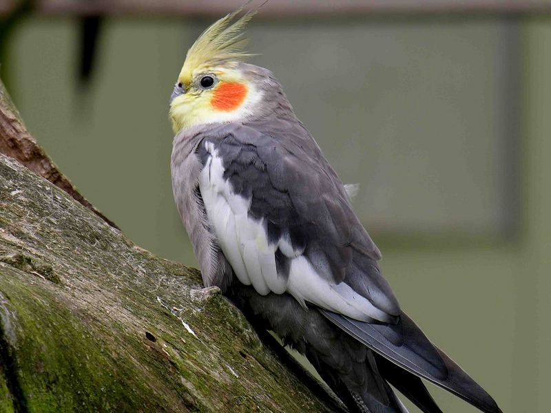 NymphenSittich. Foto & Bild tiere, zoo, wildpark & falknerei, vögel Bilder auf