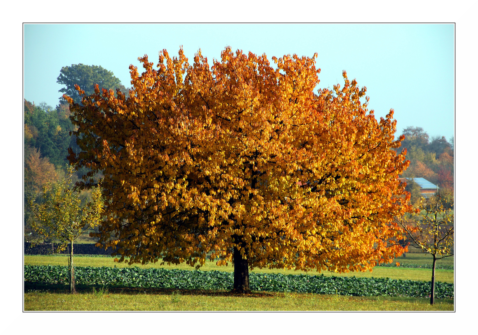 Obstbaum im Herbst Foto & Bild Natur, Bäume, Pflanzen, Pilze