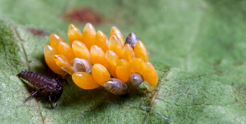 Oeufs de coccinelle photo et image macro nature, macro insectes, coccinelles Images