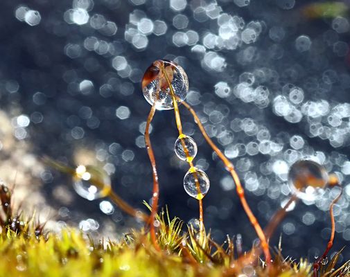 Ohne Regentropfen wären diese Moossporen nicht attraktiv! - La pluie comme artiste!