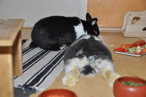 "Ok, ich hab Dir eine Entspannungs-Massage versprochen, aber jetzt übertreibst Du es echt."