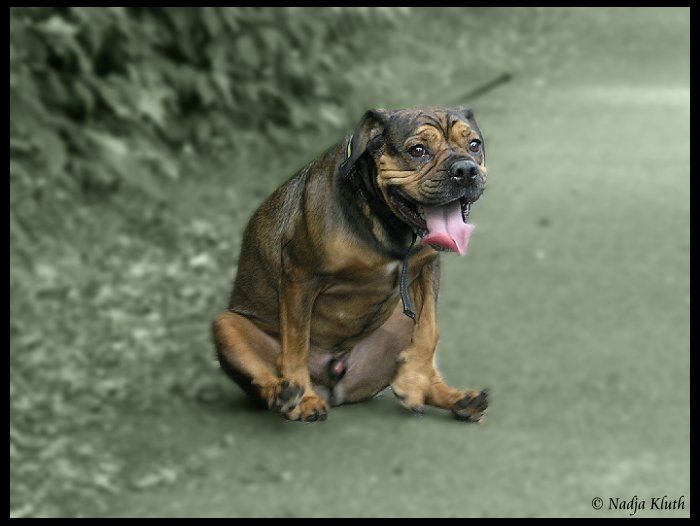 olympia gold im schlitten fahren ;) Foto &amp; Bild tiere, haustiere
