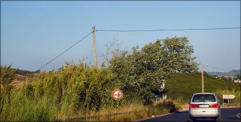 On the road «In Memory of the deaths of the great fires of my country»