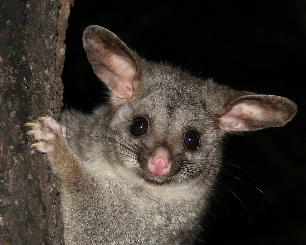 Opossum ganz nah Foto & Bild tiere, wildlife, säugetiere Bilder auf