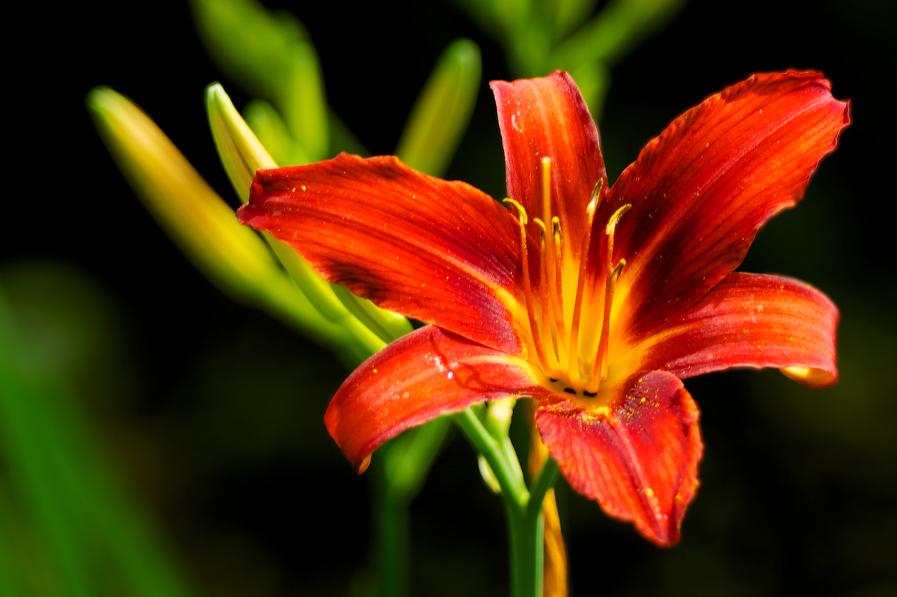 Orangerote Lilie Foto & Bild pflanzen, pilze & flechten, blüten