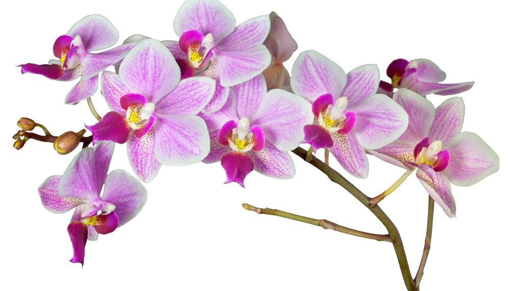 clipart orchideen kostenlos - photo #26