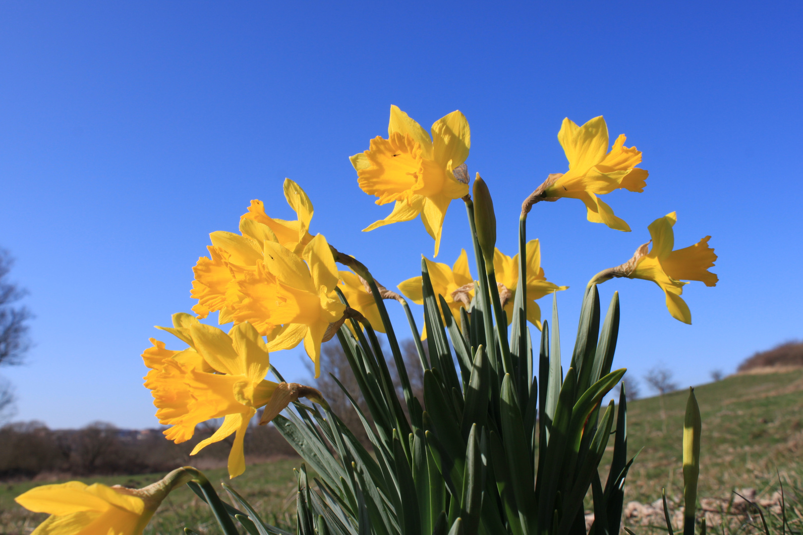 Osterglocken Foto & Bild | jahreszeiten, frühling, natur Bilder auf