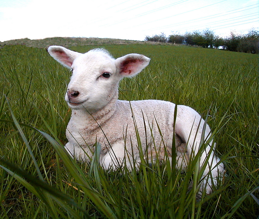 Osterlamm Foto &amp; Bild | tiere, haustiere, nutztiere Bilder auf ...