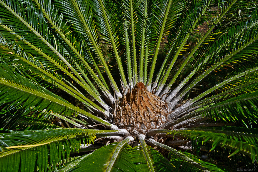 Palmherzen Kaufen Palmherzen Kaufen