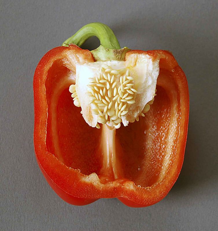 Paprika rot Foto &amp; Bild | pflanzen, pilze &amp; flechten, früchte und ...