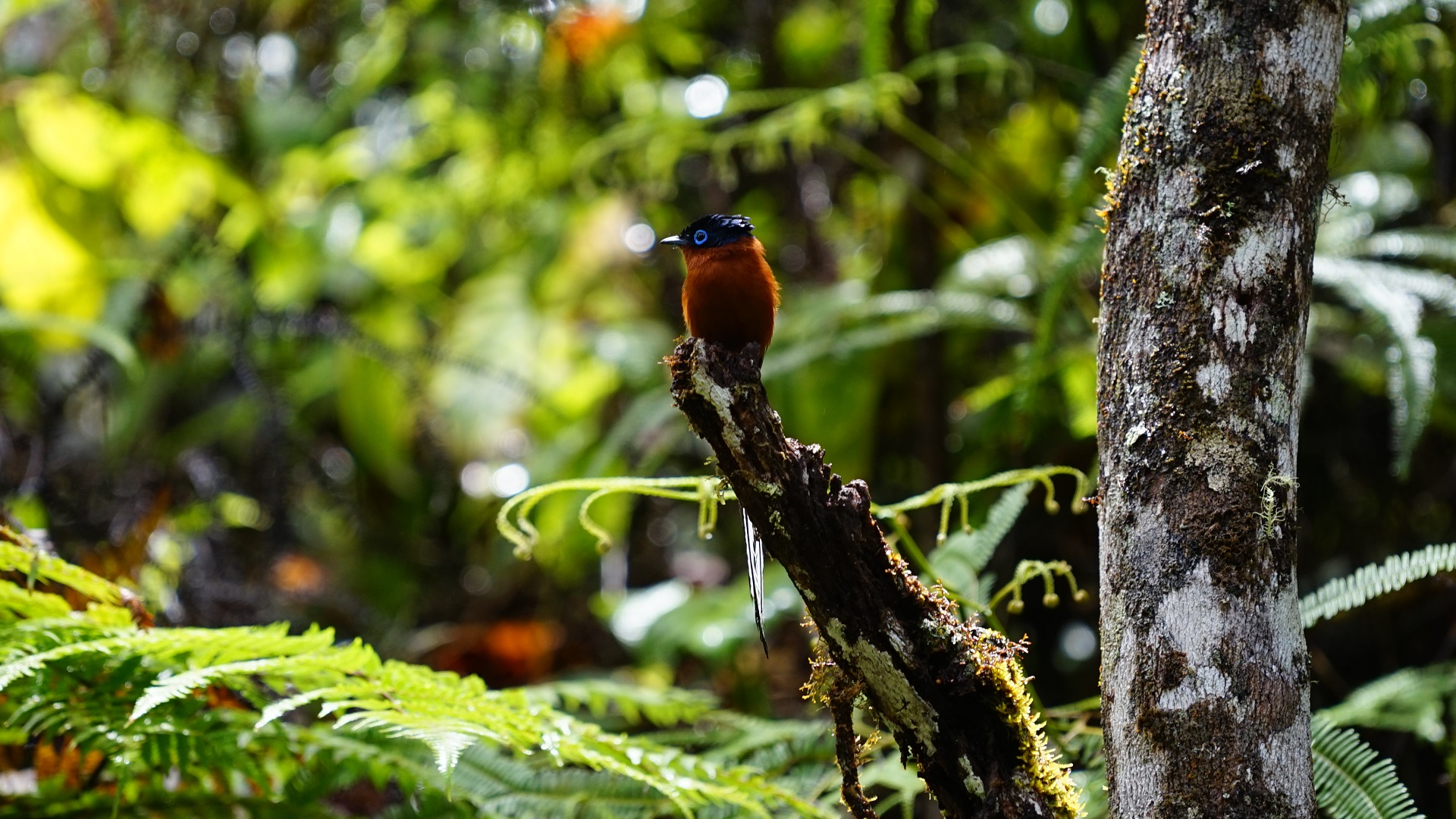 Paradiesvogel Foto &amp; Bild | natur, tiere, vögel Bilder auf fotocommunity