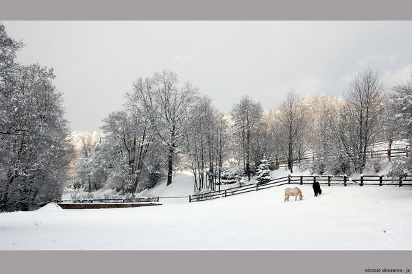 ... paturage en hivers (proJutta) ...