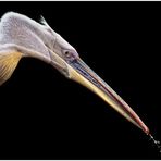 Pelikan