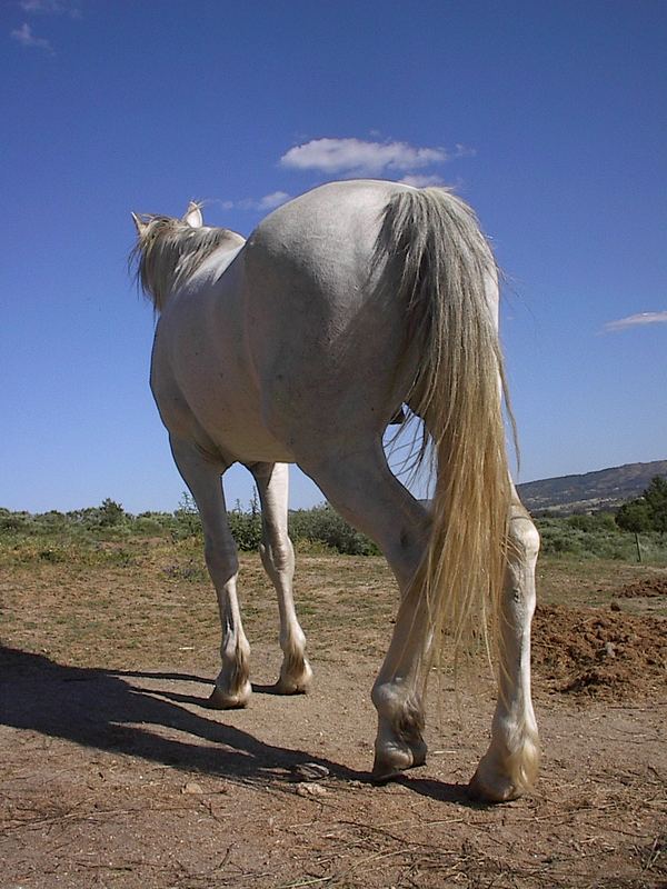 Pferd von hinten Foto & Bild tiere, haustiere, pferde, esel, maultiere Bilder auf