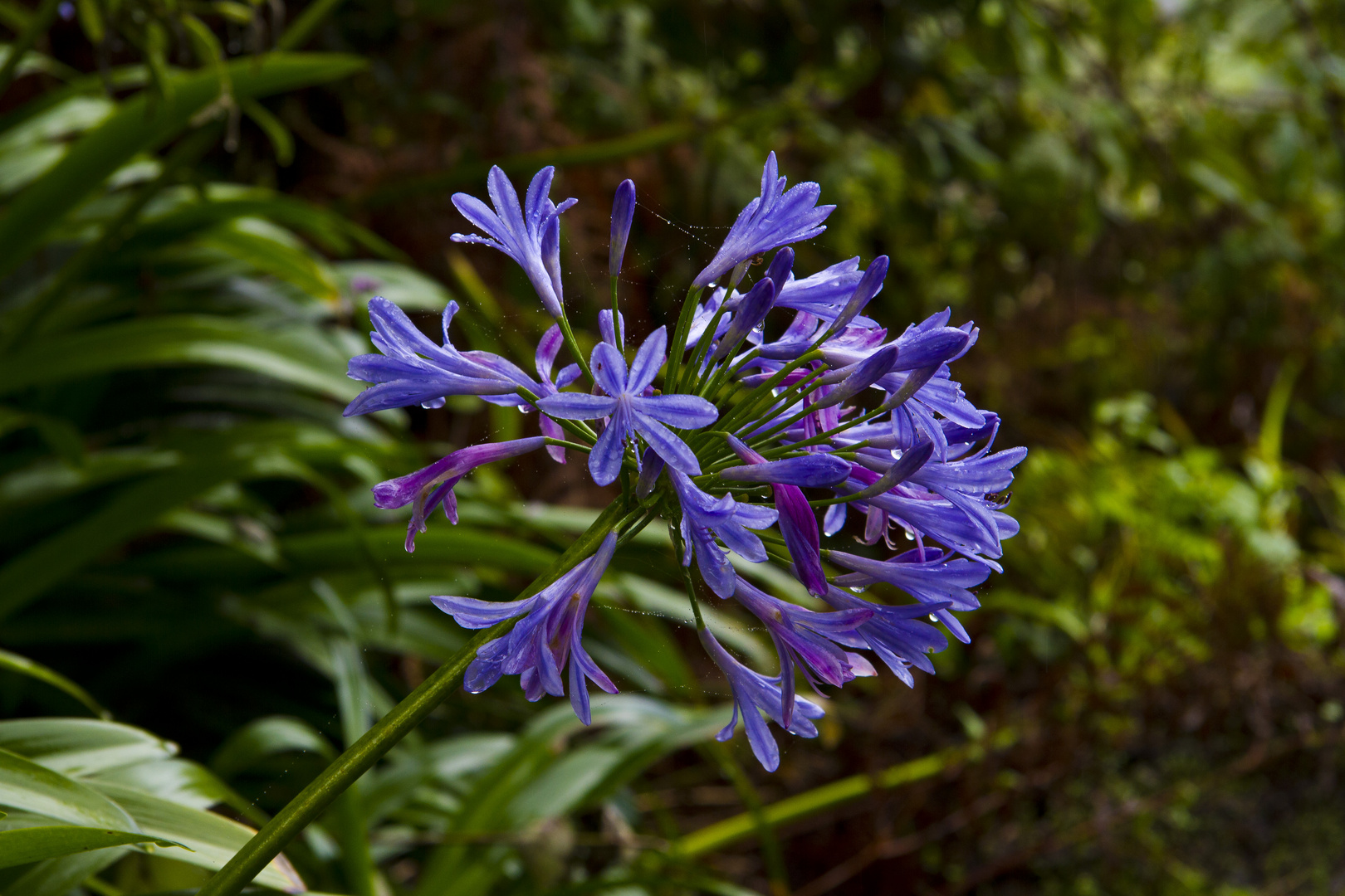 Pflanzen Auf Madeira 2583 pflanzen auf madeira schmucklilie mein sch ner garten Pflanzen Auf Madeira 2583 pflanzen auf madeira schmucklilie mein sch ner garten