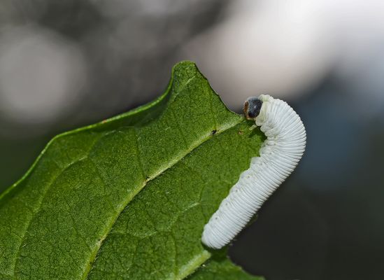 Weiße Raupe Fotos & Bilder auf