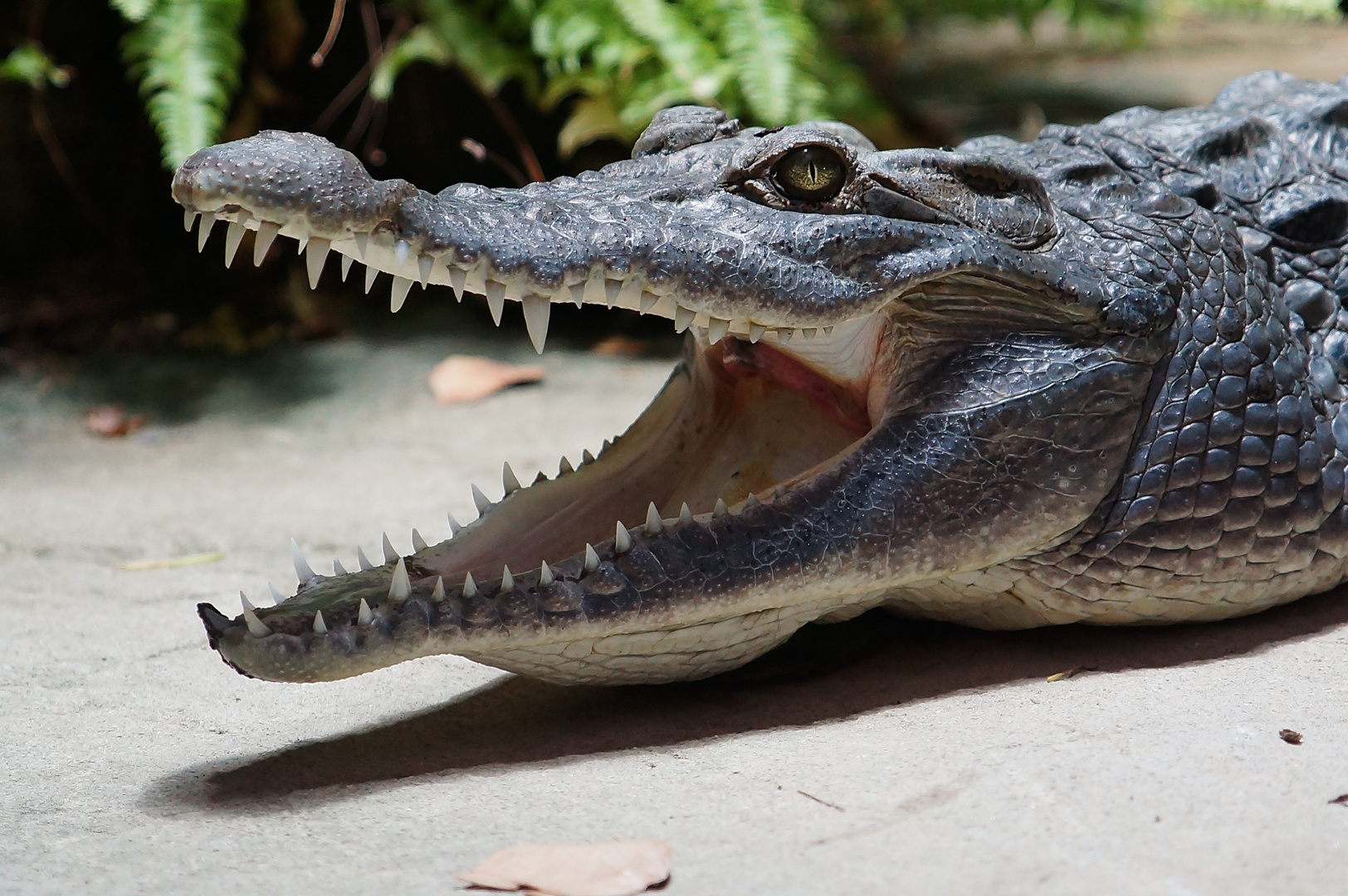 Philippinen-Krokodil Foto & Bild | tiere, natur Bilder auf fotocommunity