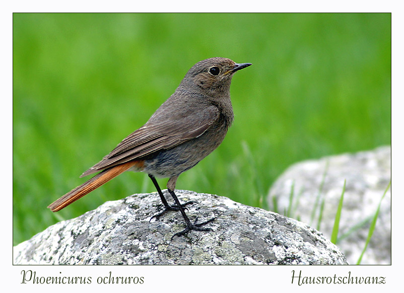 Phoenicurus ochruros Foto & Bild tiere, wildlife, wild lebende vögel