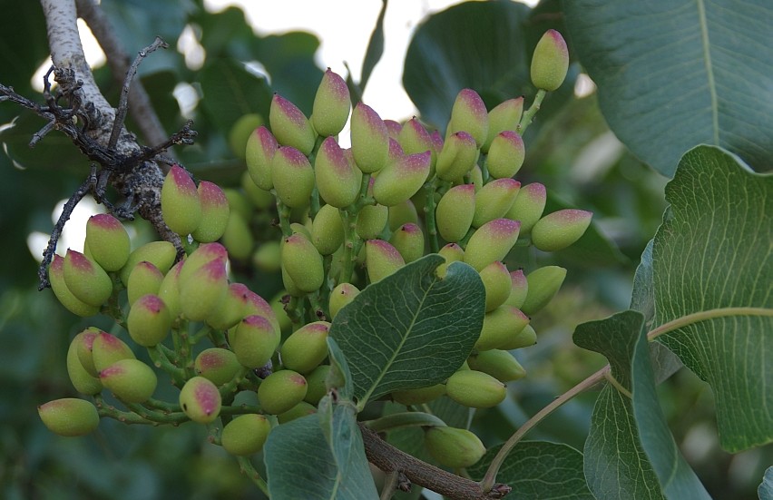 Pistazien Foto &amp; Bild | pflanzen, pilze &amp; flechten, florales, natur ...