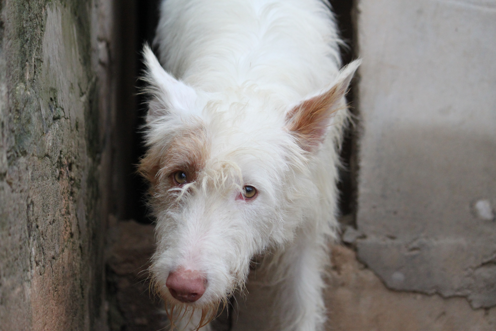 Podenco Ibicenco Langhaar Foto & Bild tiere, haustiere, hunde Bilder