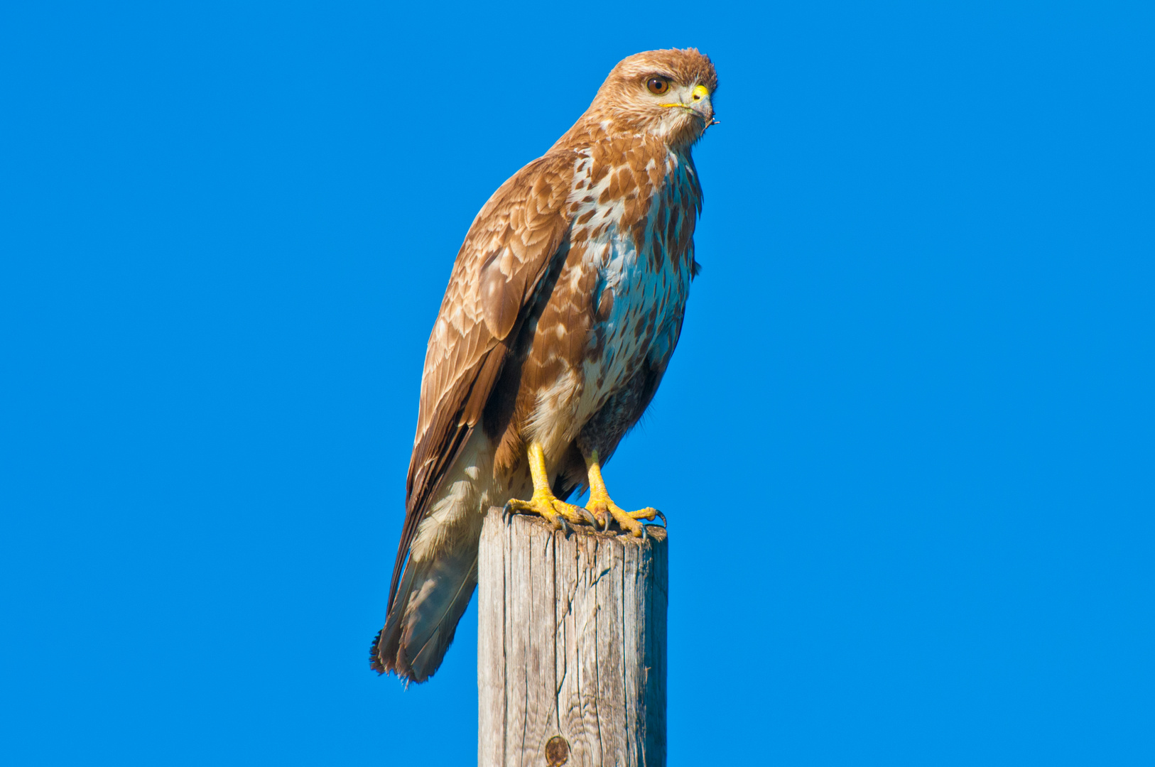 Poiana Comune…. Foto % Immagini| animali, uccelli allo stato libero