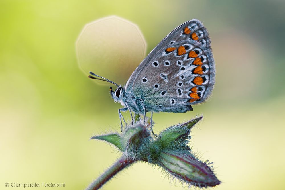 Polyommatus icarus