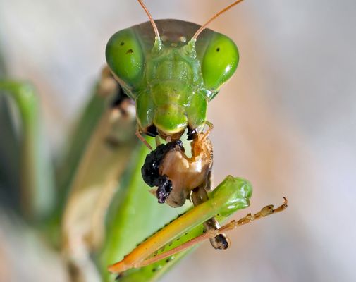 Porträt einer hungrigen Europäischen Gottesanbeterin (Mantis religiosa) - La mante religieuse.