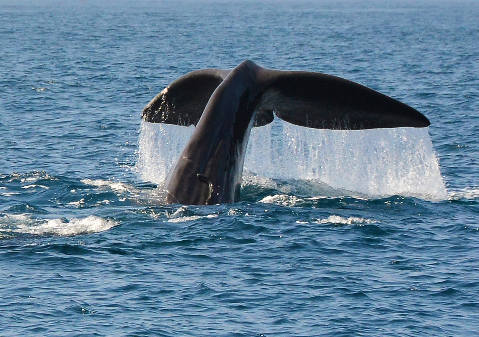 Pottwal in der Straße von Gibraltar - Juni 2017 Foto & Bild | natur