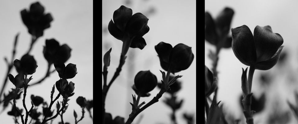 Progetto "Foto&Racconti": LA TRILOGIA DEI FIORI: LES FLEURS DU MAL, BLOODFLOWERS, FIORI ITALIANI