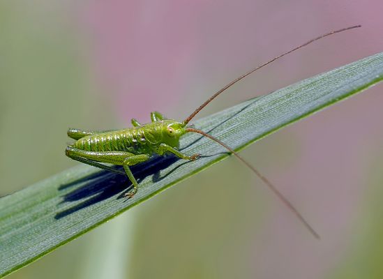 Punktierte Zartschrecke (Leptophyes punctatissima). - Dès qu'on l'approche, elle saute!