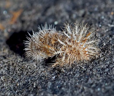 Puppe des 24-Punkte-Marienkäfers (Subcoccinella vigintiquatuorpunctata)! * --- Un mini-animal!