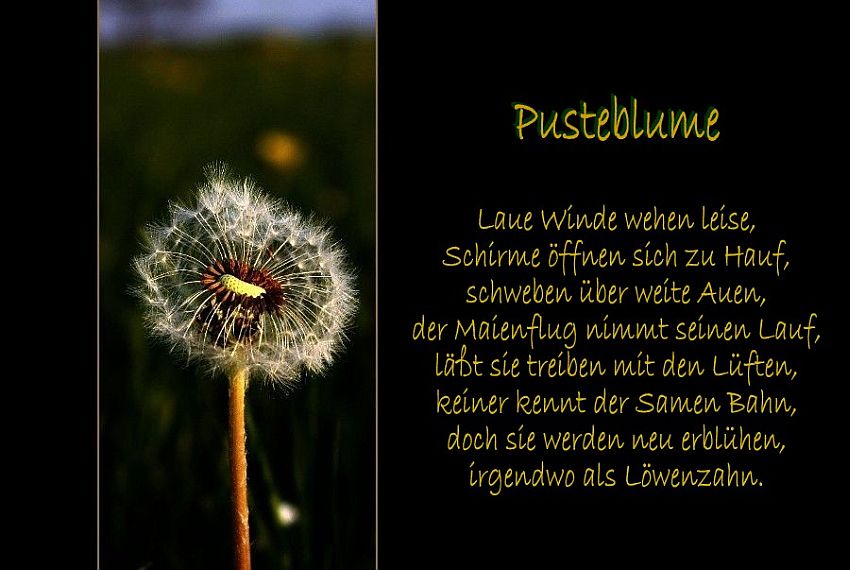 Pusteblume Foto & Bild pflanzen, pilze & flechten, blüten