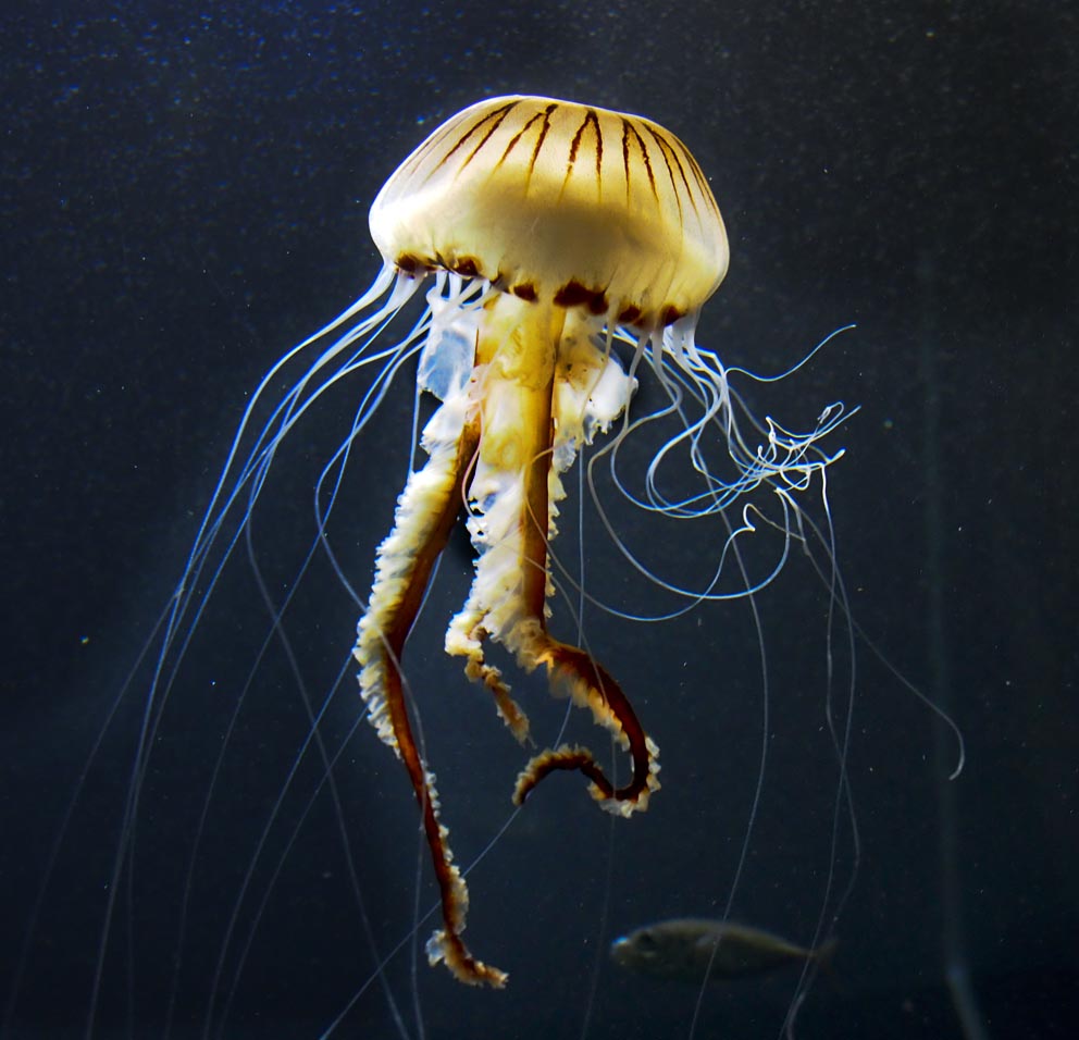 Qualle Foto & Bild tiere, wildlife, quallen, anemonen & korallen