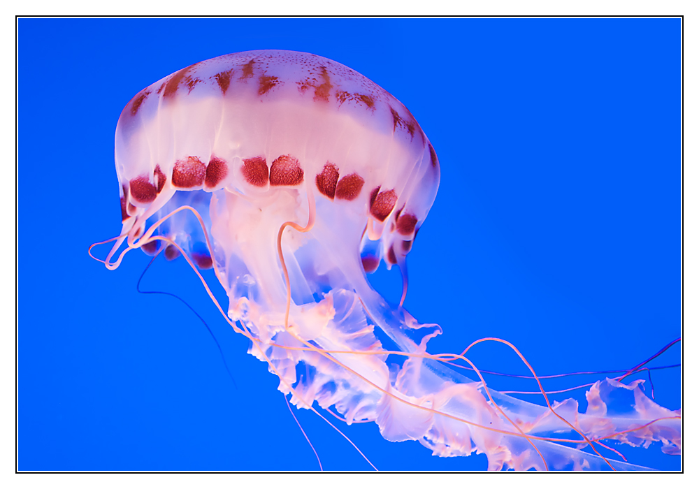Qualle im Aquarium von Monterey Foto & Bild tiere, zoo, wildpark
