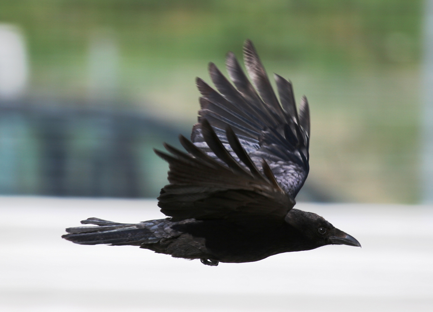 Rabe im Flug Foto & Bild | tiere, wildlife, wild lebende vögel Bilder