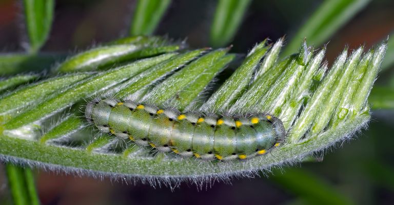 Raupe vom Kleinen Fünffleck-Widderchen (Zygaena viciae) - La Zygène des Thérésiens.