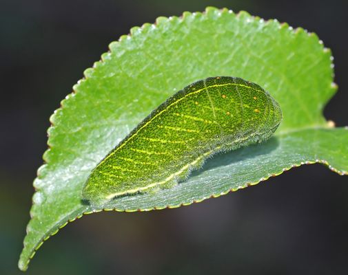 Raupe vom Segelfalter (Iphiclides podalirius) - La chenille du Flambé ou Voilier.